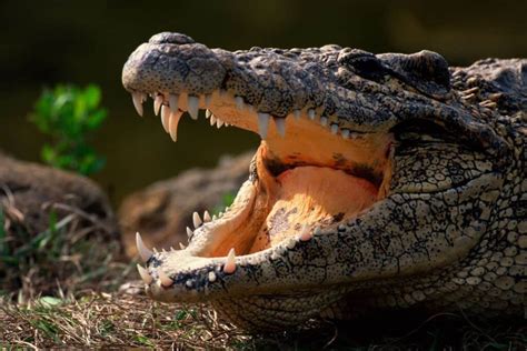 Crocodile Bite Force: How Strong Is The Jaw of a Crocodile?