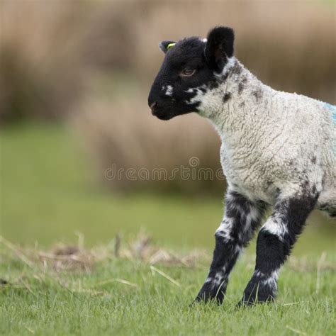 Lamb with Black Face in a Grass Field in Spring, UK Stock Photo - Image ...