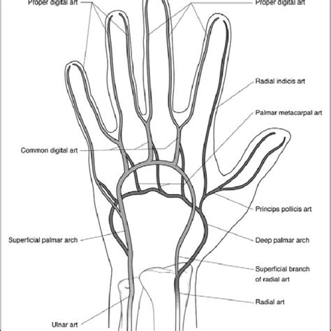 (PDF) Palmar Arch Identification During Evaluation for Radial Artery Harvest