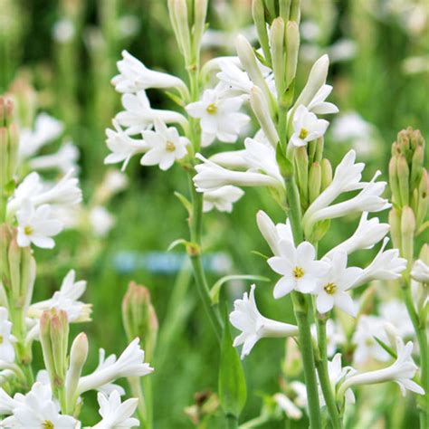 tuberose.jpg?v=1693584012