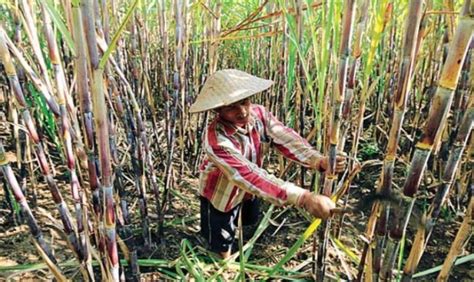 Kembangkan Industri Gula, Integrasikan Perkebunan Tebu di Lahan Rawa