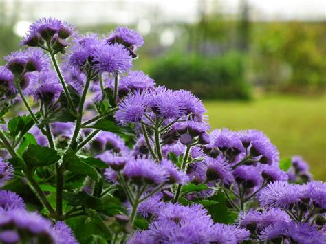 Ageratum flower Sowing, Flowers, Plants, Plant, Royal Icing Flowers ...