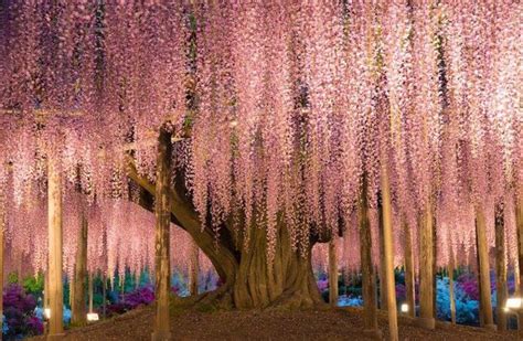 Wisteria in Ashikaga Flower Park, Japan | Peinture murale, Les plus ...