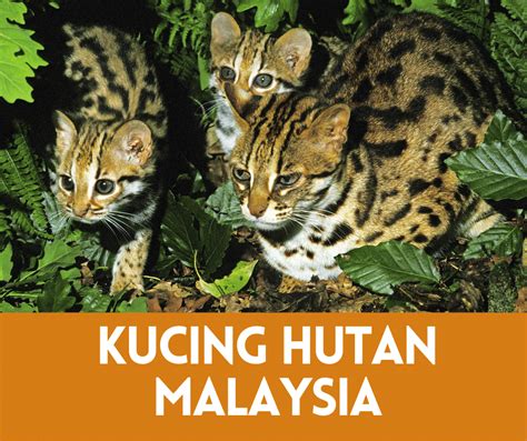 Kucing Hutan Malaysia (Gambar) 2024 • Semuanya Tentang Kucing