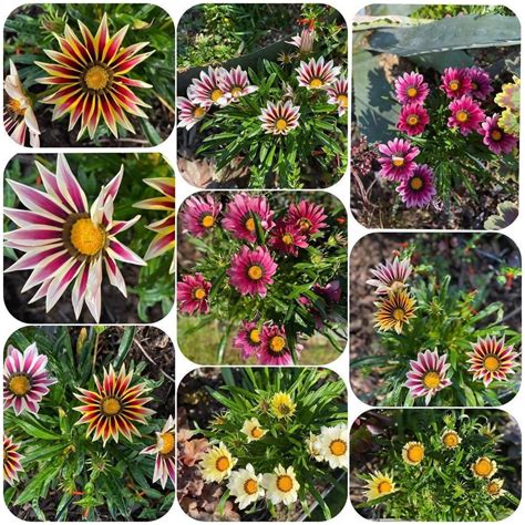 Buy Gazania Mixed Seeds Online - Urban Plants™