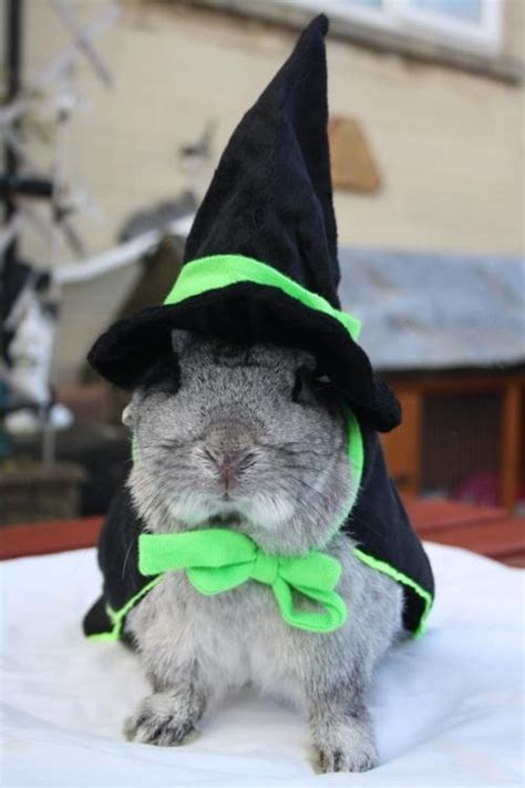 THE HALLOWEEN BUNNY.😨 👻👾👽😉 | Rabbit halloween, Trendy halloween ...