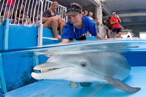 Eckerd alumna, rescue manager shares her memories of Winter the dolphin - News | Eckerd College