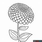 Coloring Pages Zinnia Flower Zinnias Flowers Color Border Drawing  sketch template