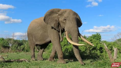 Dell laptops aren't just for spreadsheets – they're also saving Elephants | TechRadar