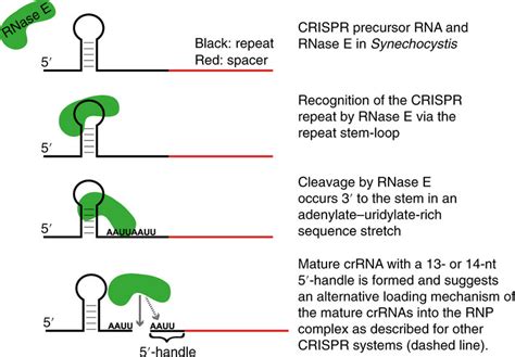 Model for RNase-E-mediated crRNA recognition and processing First,... | Download Scientific Diagram