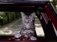 Cat Driving Cruise GIF - CatDriving Cruise Omw - Discover & Share GIFs