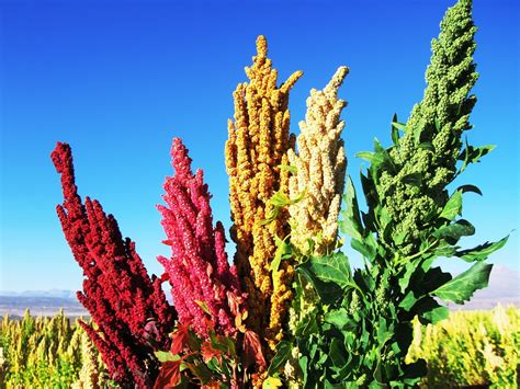 Desarrollan método para mejorar y adaptar el cultivo de quinoa al calor - ChileBIO