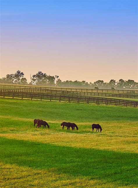 Thoroughbred horses grazing at sunset in a field. - Hall and Hall