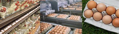 Revolutionizing Egg Farming With Advanced Egg Farming Equipment