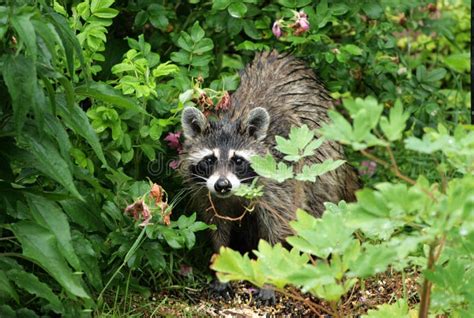 Raccoon in plants stock photo. Image of hiding, young - 17736506