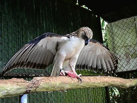 Philippine Eagle Facts - Philippine Eagle Diet - Philippine Eagle Habitat