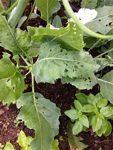 The Green Gardener: Kohlrabi