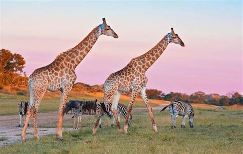 Wildlife of Sabi Sands Game Reserve - Sabi Sands Animals