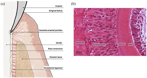 Periodontal Ligament Histology