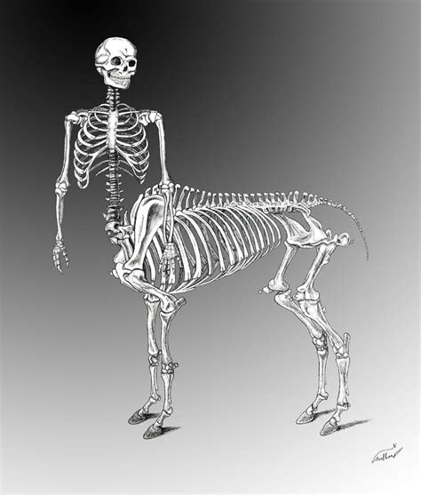 Centaur Skeleton by nykol-haebrd on DeviantArt