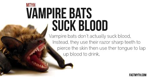 Vampire Bats Feeding On Humans