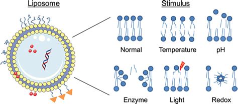 Stimuli‐responsive liposomes for drug delivery - Lee - 2017 - WIREs Nanomedicine and ...