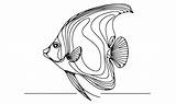 An angelfish coloring Page 51546957 Vector Art At Vecteezy sketch template