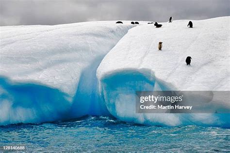 19 Albino Penguin Stock Photos, High-Res Pictures, and Images - Getty ...