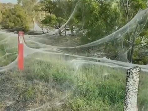 Spider web in Australia| Massive spider-webs blanket Australian towns after floods, video goes ...