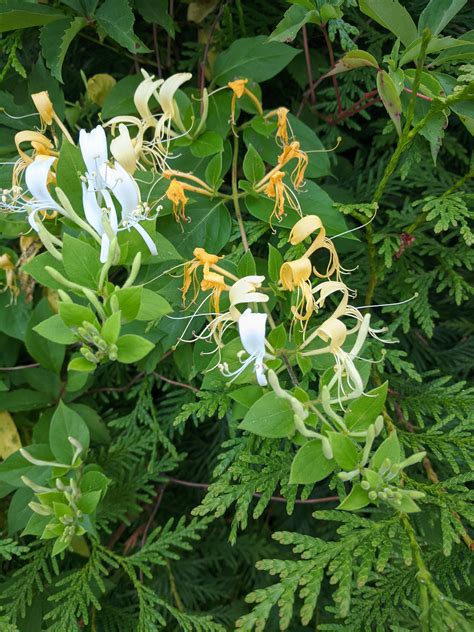 Japanese Honeysuckle is making my backyard smell soooooooo good : r ...