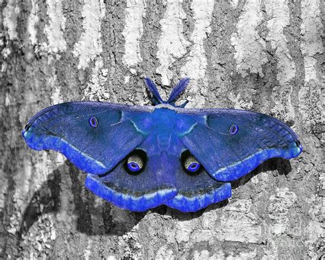 Male Moth - Brilliant Blue Photograph - Male Moth - Brilliant Blue Fine Art Print | Moth, Purple ...