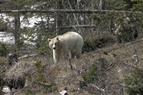 Rare white grizzly bear dazzles visitors to Banff National Park – RCI | English