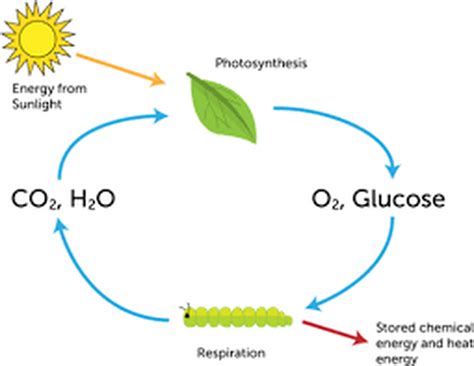 Photosynthesis and Cellular Respiration