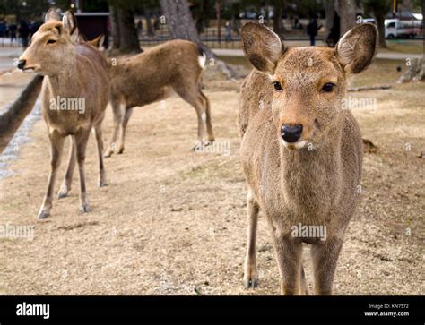 Sika Deer in Nara, Japan Stock Photo - Alamy