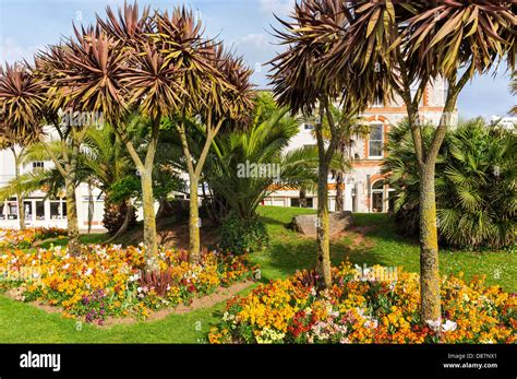 Palm trees in Torquay, Devon, England, UK Stock Photo: 56719209 - Alamy