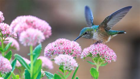 Bird With Flowers Wallpapers - Wallpaper Cave