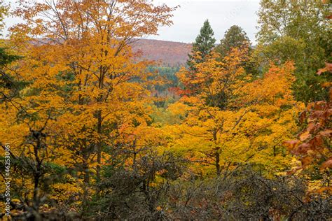 Beautiful golden fall color in the Superior National forest. Stock ...