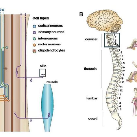 l Axon growth versus axon regeneration in the mammalian nervous system.... | Download Scientific ...