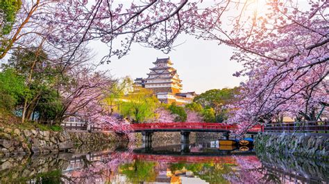 Blossom Castle Himeji Castle Japan Reflection Sakura Spring 4K 5K HD ...