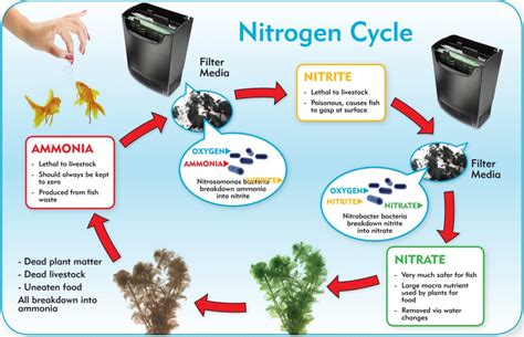 Aquarium Nitrogen Cycle (The Complete How-To Guide) | Fishkeeping Advice