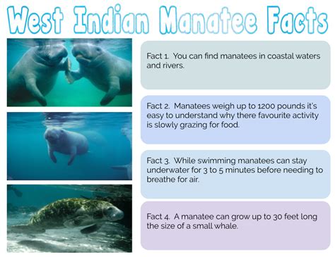 Jordan @ Pt England School: West Indian Manatee Facts