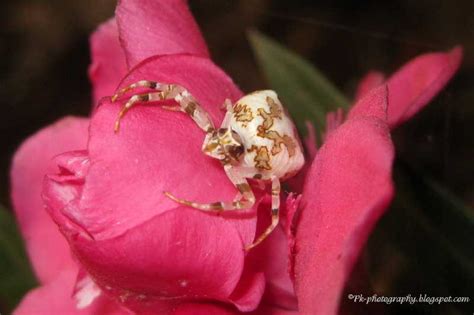 White Crab Spider | Nature, Cultural, and Travel Photography Blog