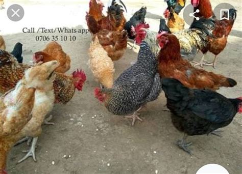 Live RiR Chicken at Rs 300 / Kilogram in Jammu | Cheemafarm Poultry and Products