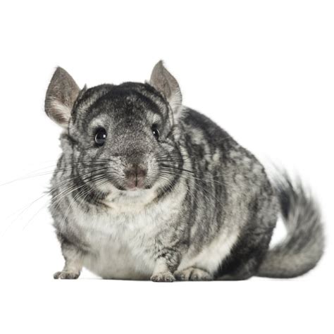 Chinchillas for Sale | Petco