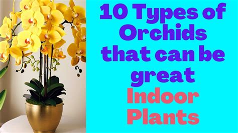 10 Types of Orchids that can be great Indoor Plants - YouTube