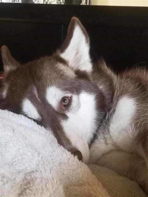 Sleepy baby : r/husky