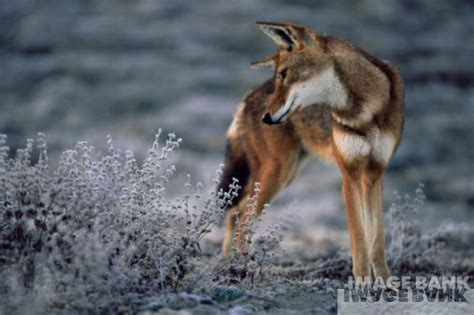 Ethiopian Wolves - Wolves Photo (17840067) - Fanpop