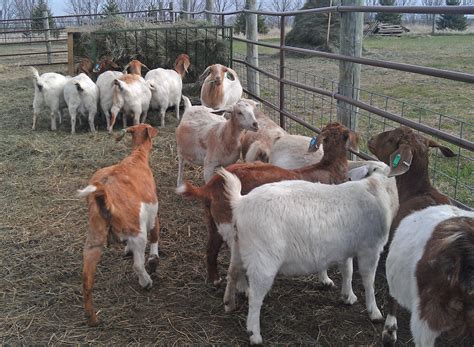 Commercial Goat Farming - ROYSFARM