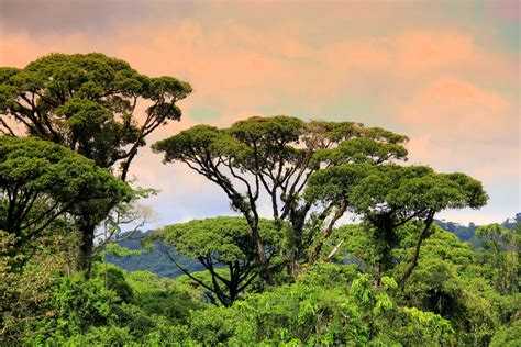 Canopy Of Rainforest - "Ancient Tropical Rainforest canopy " by Of Land & Ocean ... / Emergent ...