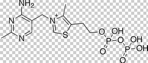 Dietary Supplement Thiamine Pyrophosphate Thiamine Deficiency Vitamin ...